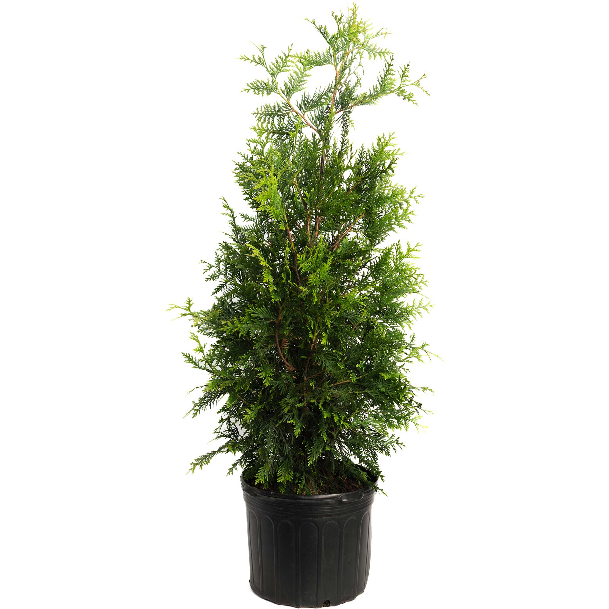 Thuja Green Giant - Cheeky Garden