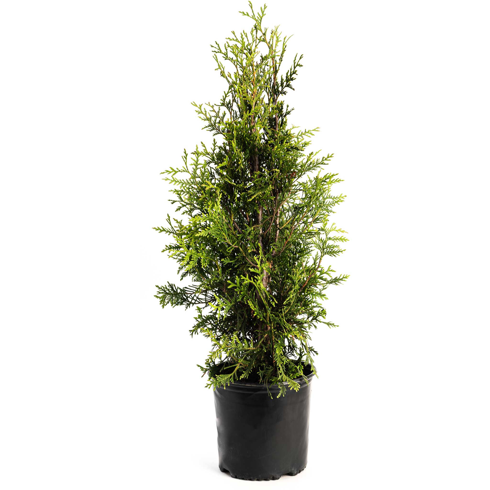 Thuja Green Giant - Cheeky Garden