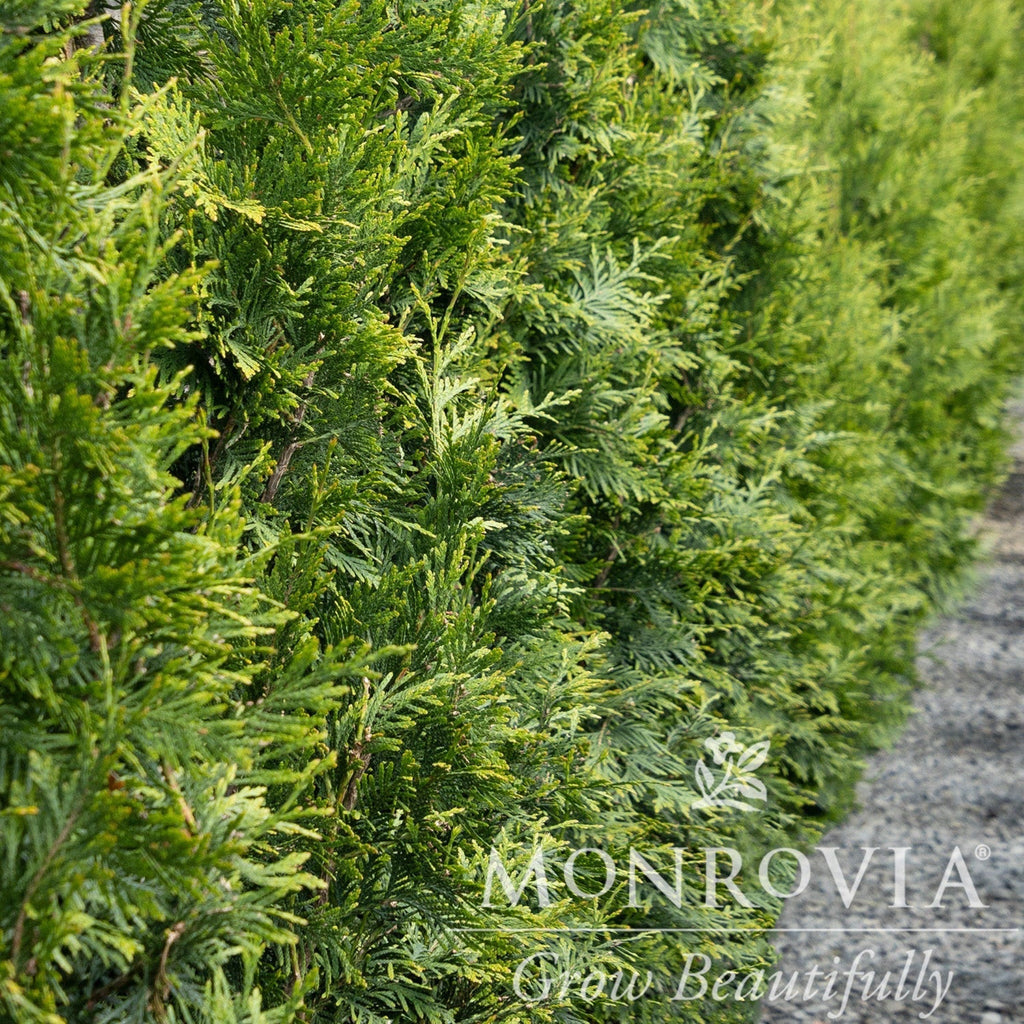 Thuja Green Giant - Cheeky Garden