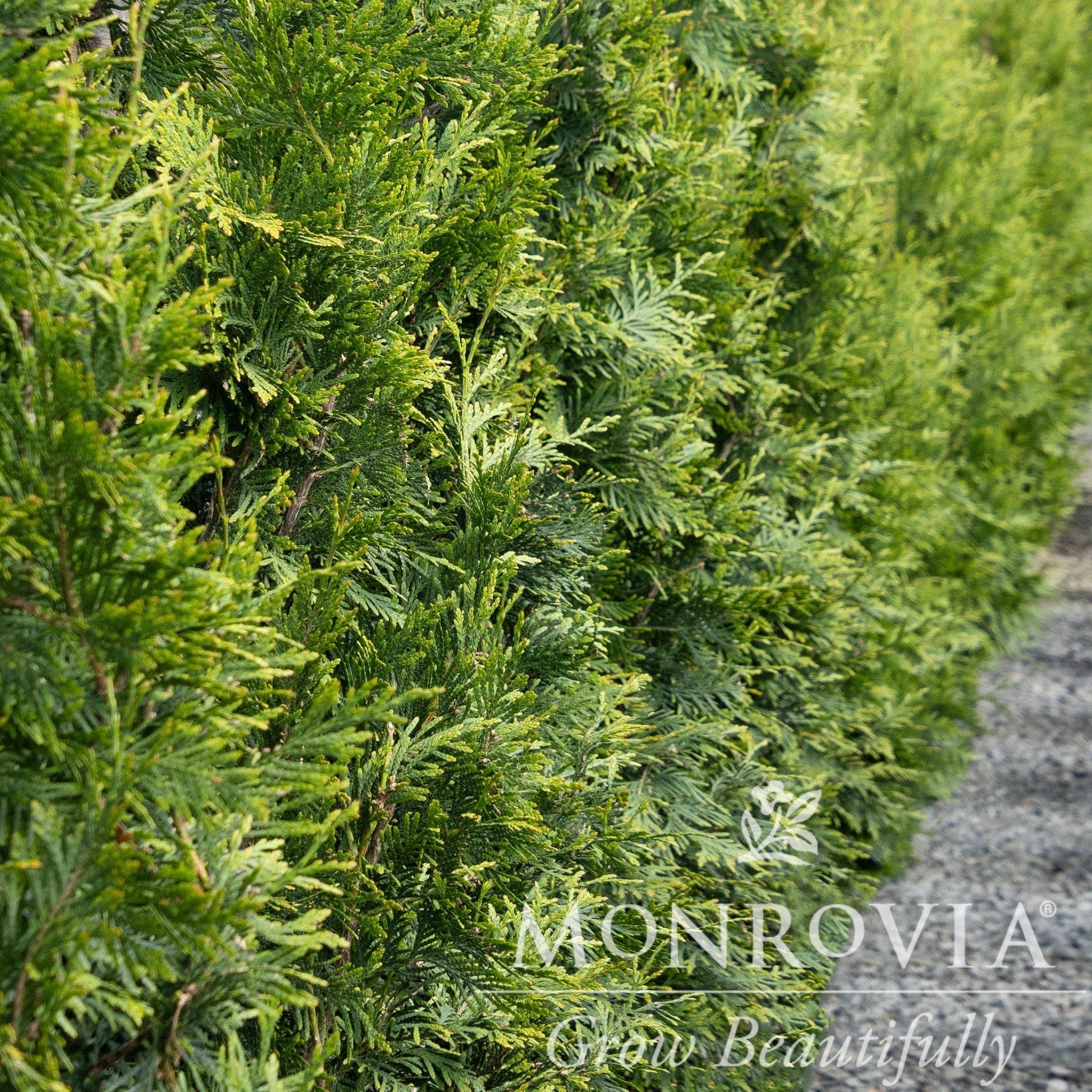 Thuja Green Giant - Cheeky Garden