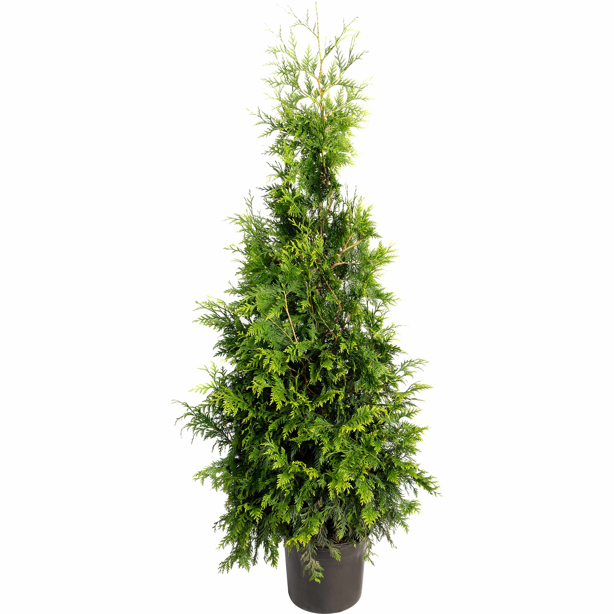 Thuja Green Giant - Cheeky Garden