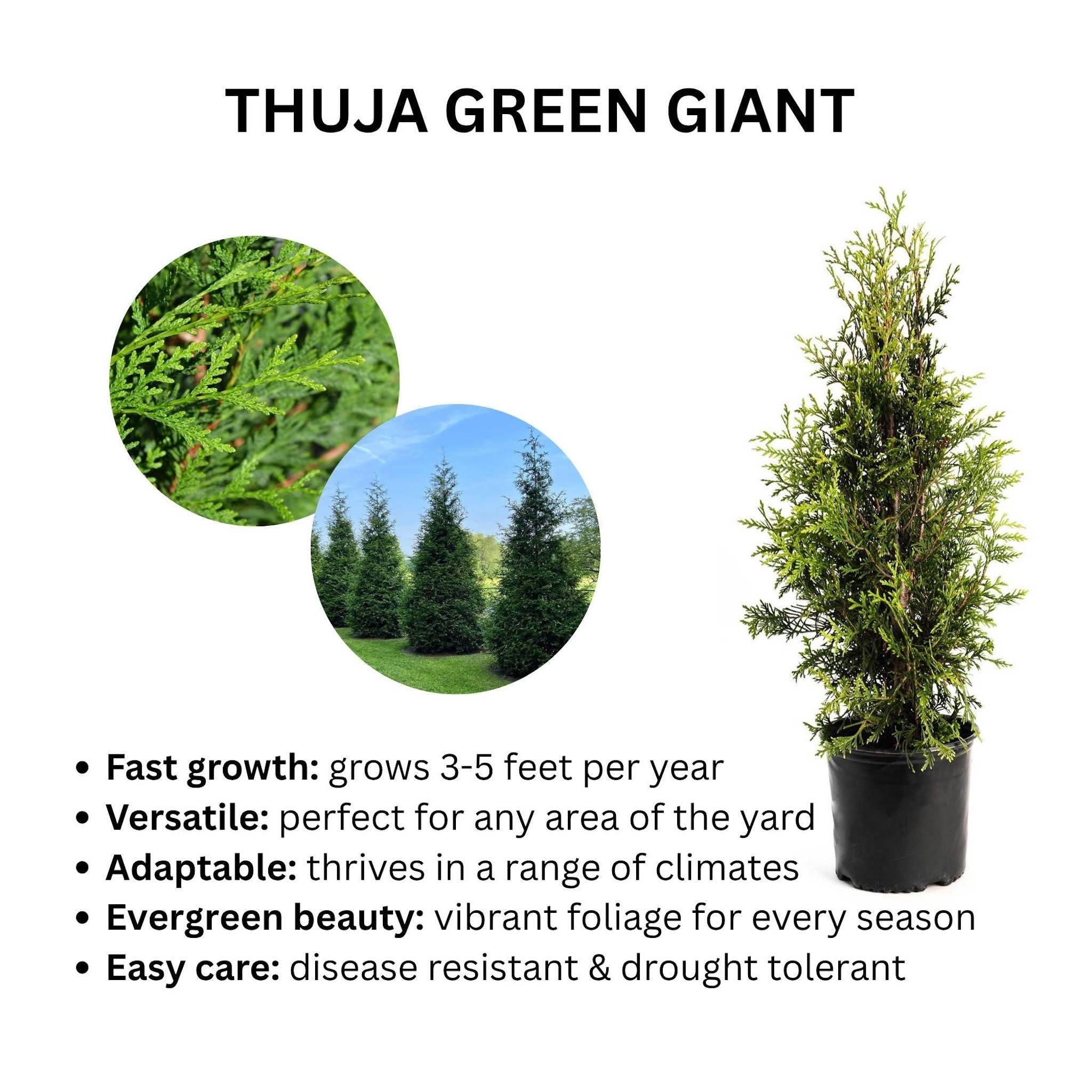 Thuja Green Giant - Cheeky Garden