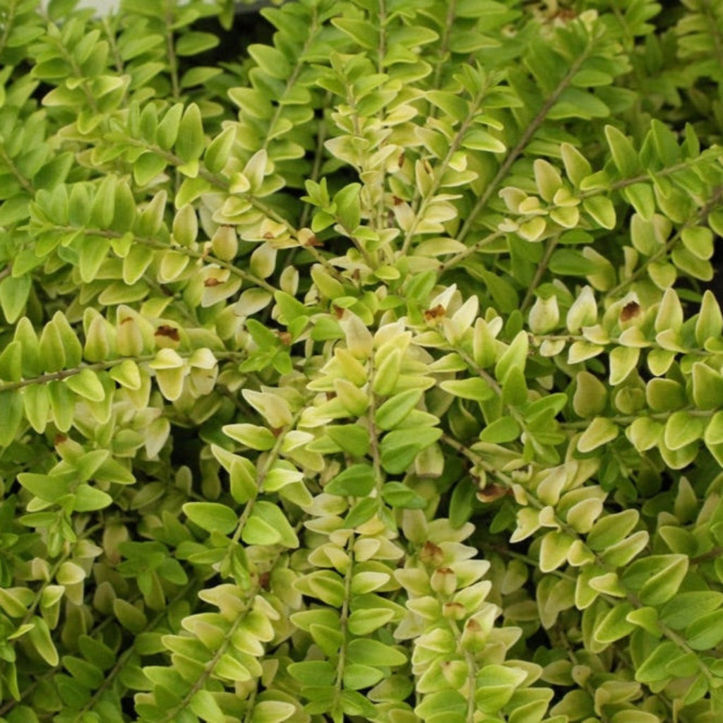 Thunderbolt® Box Honeysuckle - Cheeky Garden