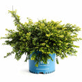 Thunderbolt® Box Honeysuckle - Cheeky Garden