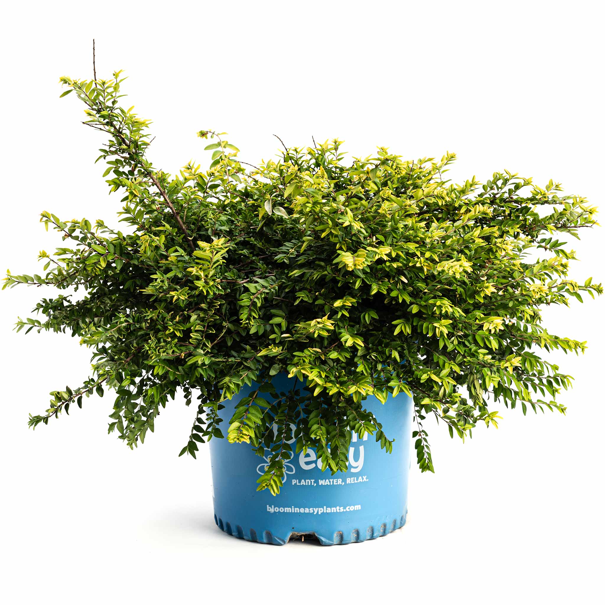 Thunderbolt® Box Honeysuckle - Cheeky Garden
