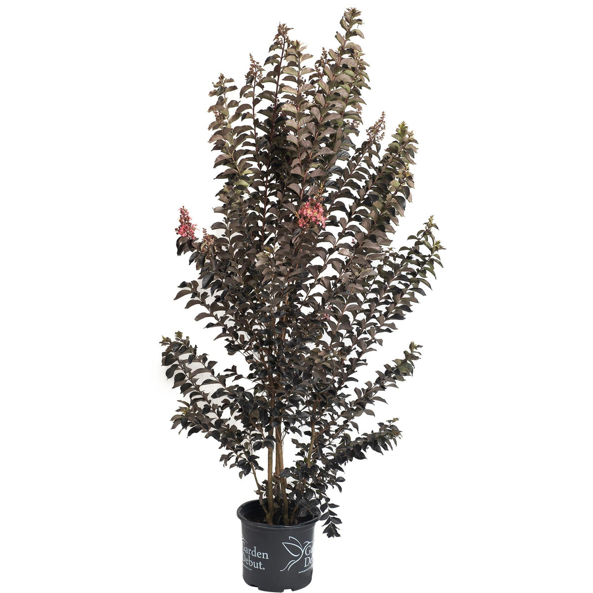 Thunderstruck™ Coral Boom™ Crape Myrtle - Cheeky Garden