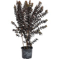 Thunderstruck™ Coral Boom™ Crape Myrtle - Cheeky Garden