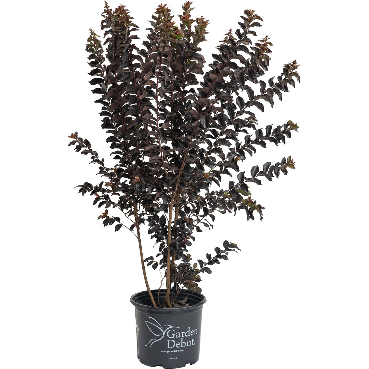 Thunderstruck™ Coral Boom™ Crape Myrtle - Cheeky Garden