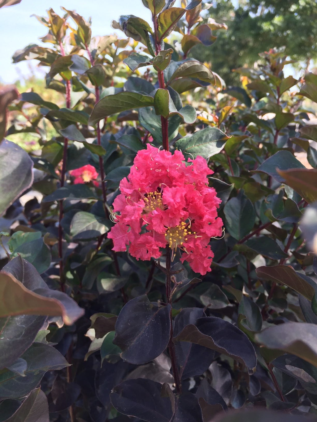 Thunderstruck™ Coral Boom™ Crape Myrtle - Cheeky Garden
