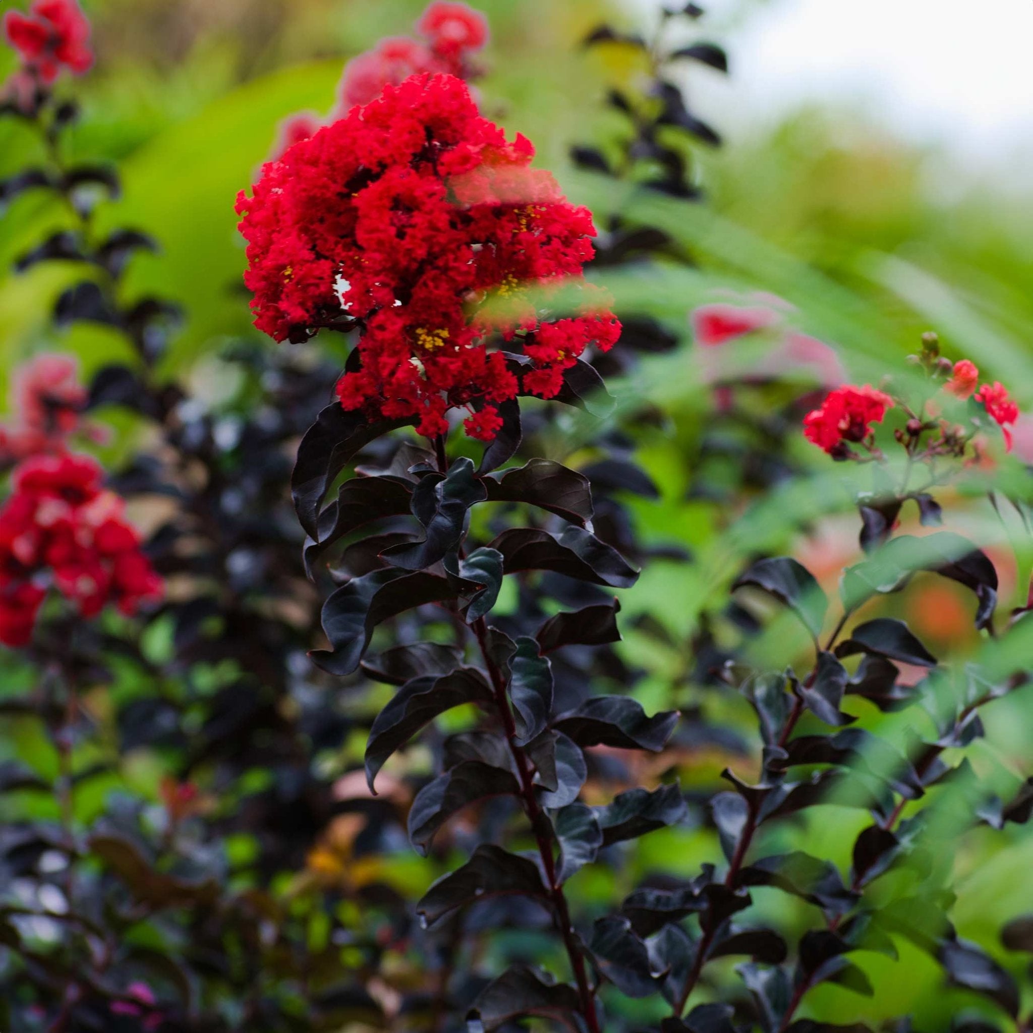 Thunderstruck™ Rumblin Red™ Crape Myrtle - Cheeky Garden