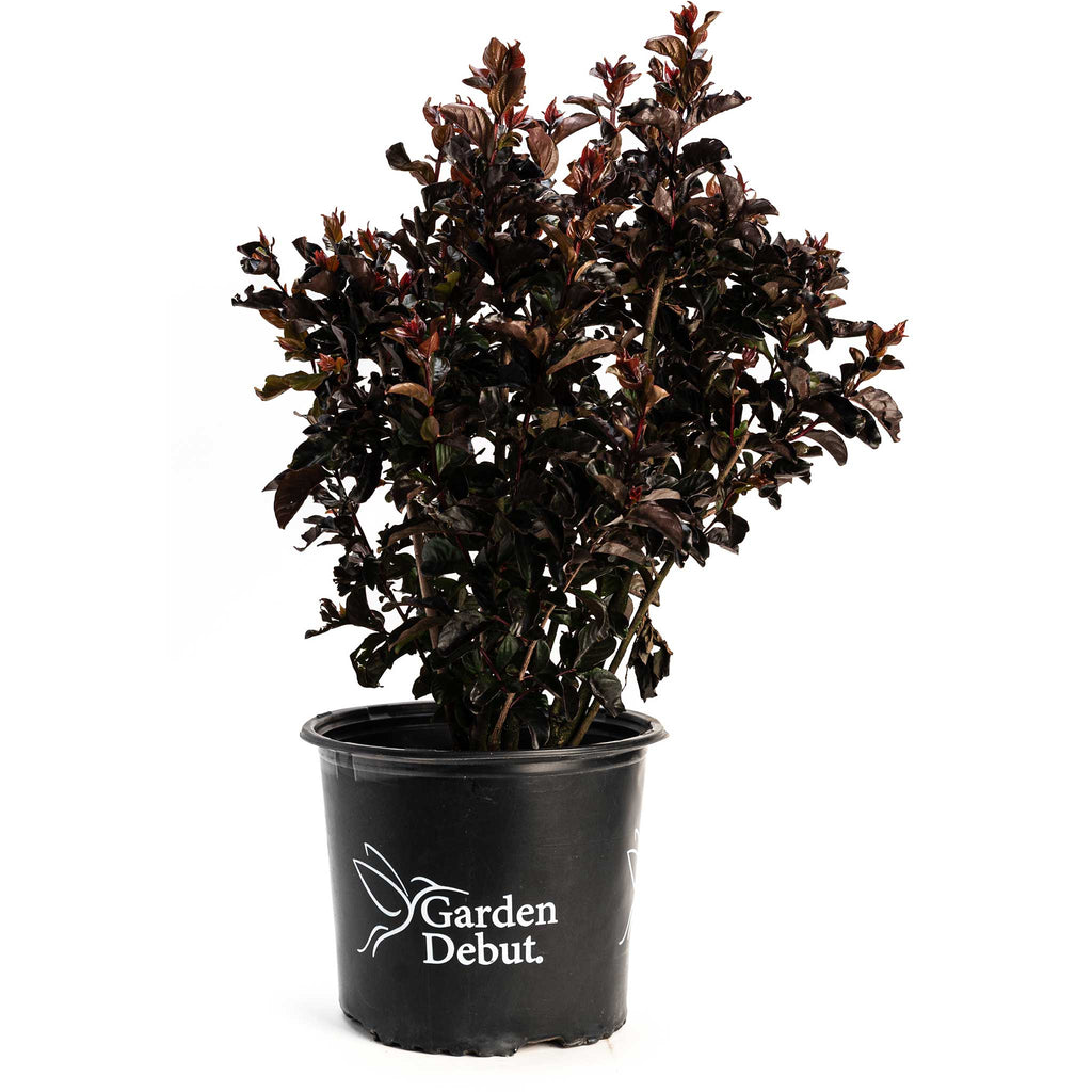 Thunderstruck™ Rumblin Red™ Crape Myrtle - Cheeky Garden