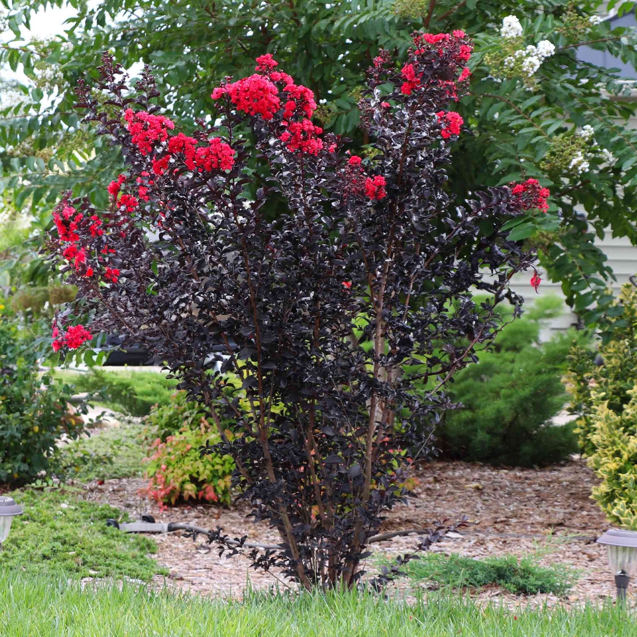Thunderstruck™ Rumblin Red™ Crape Myrtle - Cheeky Garden