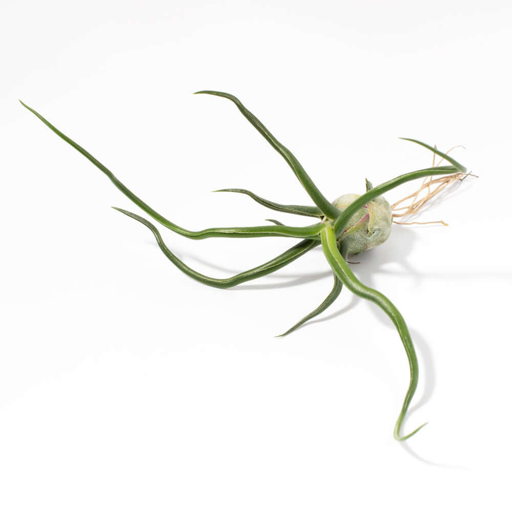Tillandsia Bulbosa Air Plant – Belize & Guatemala - Cheeky Garden