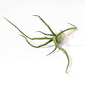 Tillandsia Bulbosa Air Plant – Belize & Guatemala - Cheeky Garden