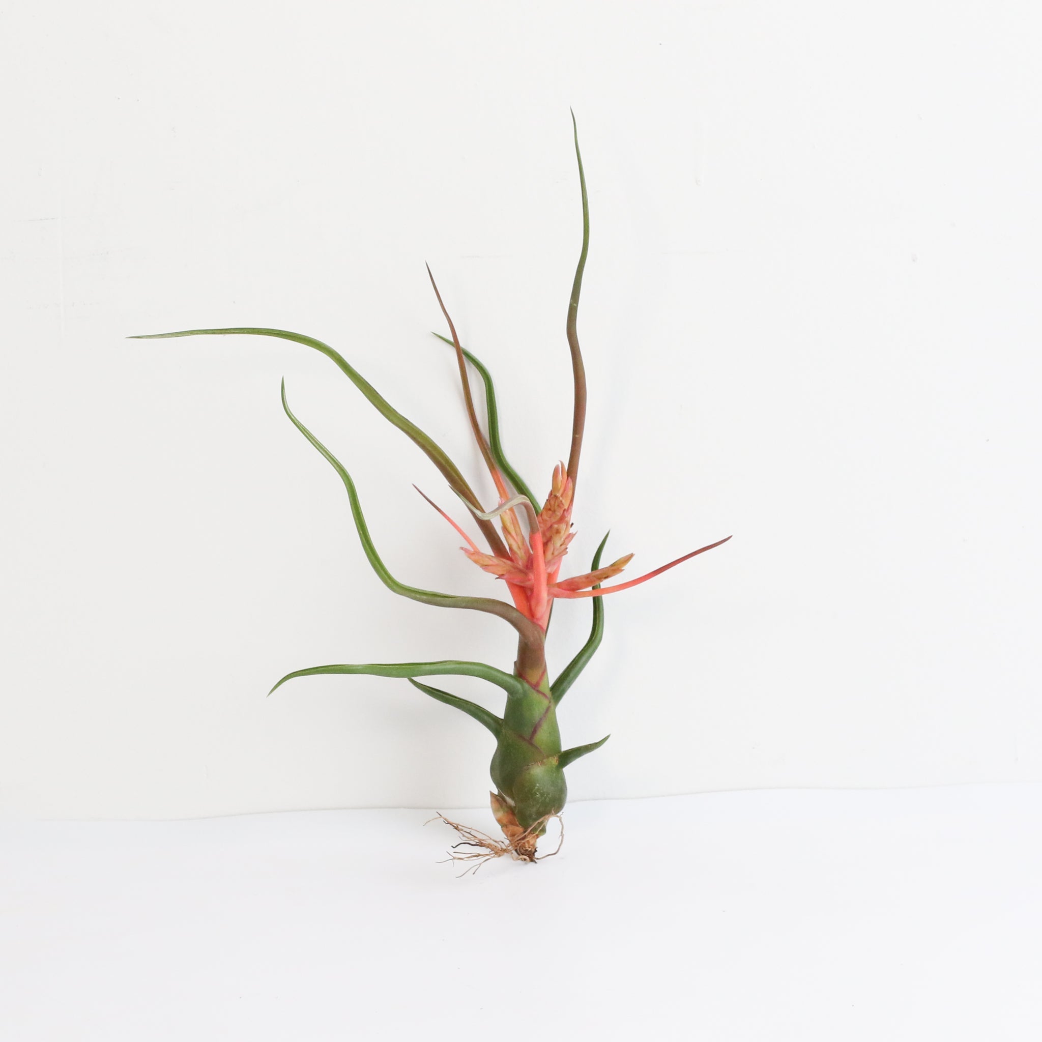 Tillandsia Bulbosa Air Plant – Belize & Guatemala - Cheeky Garden
