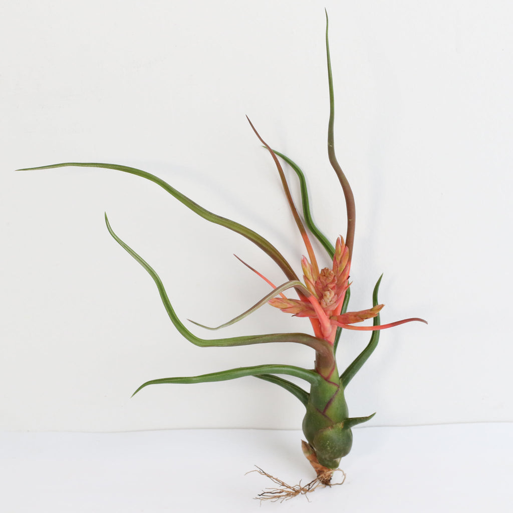 Tillandsia Bulbosa Air Plant – Belize & Guatemala - Cheeky Garden