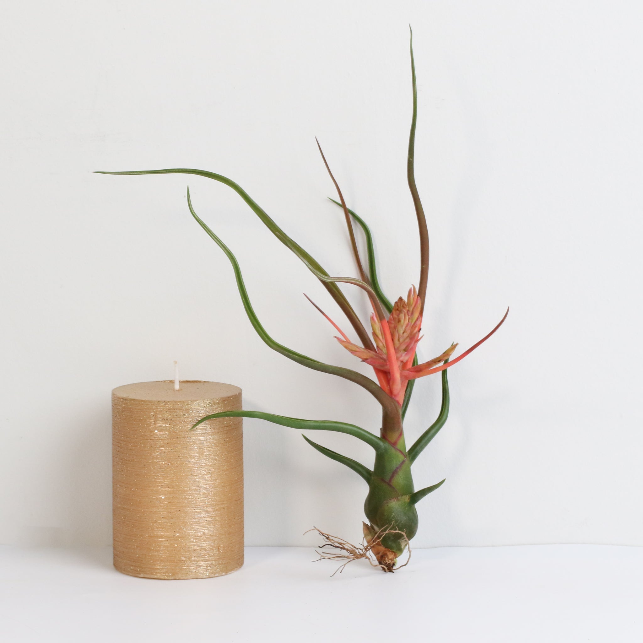 Tillandsia Bulbosa Air Plant – Belize & Guatemala - Cheeky Garden