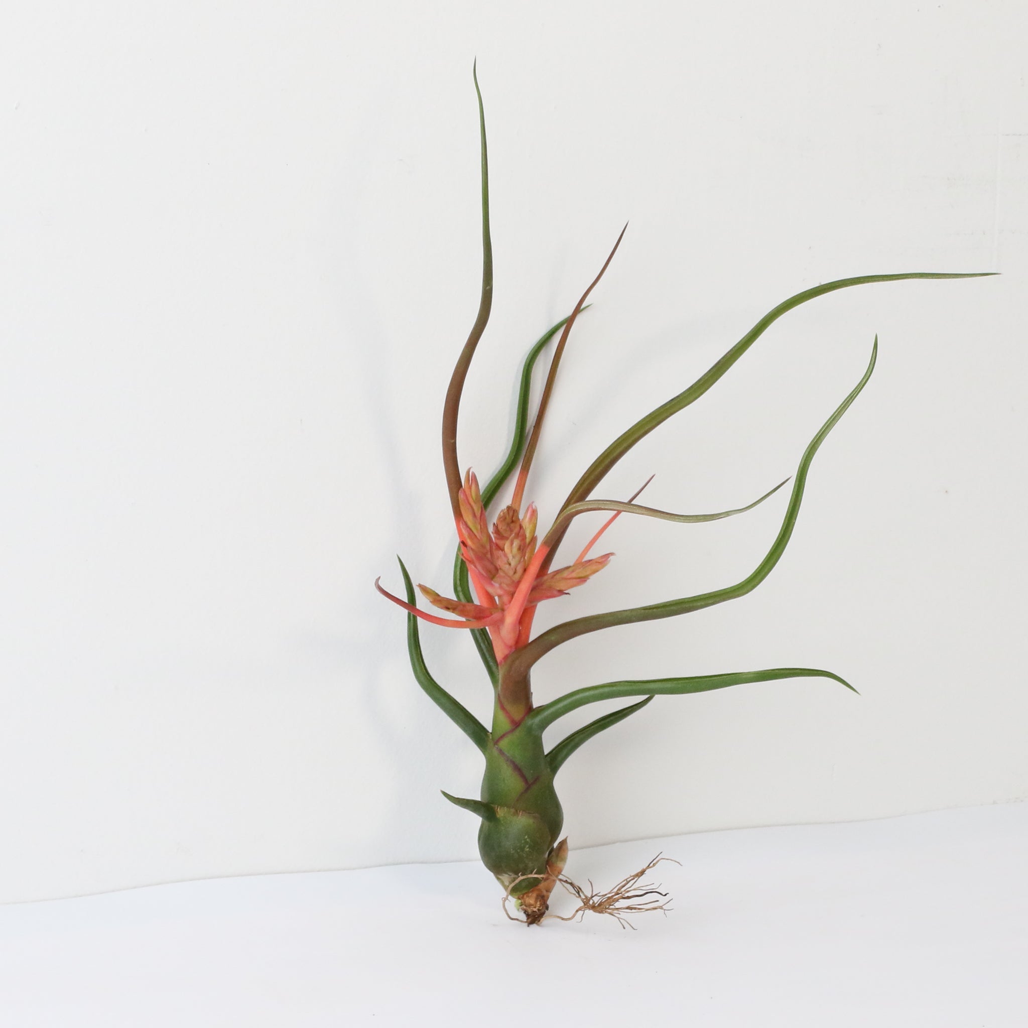 Tillandsia Bulbosa Air Plant – Belize & Guatemala - Cheeky Garden