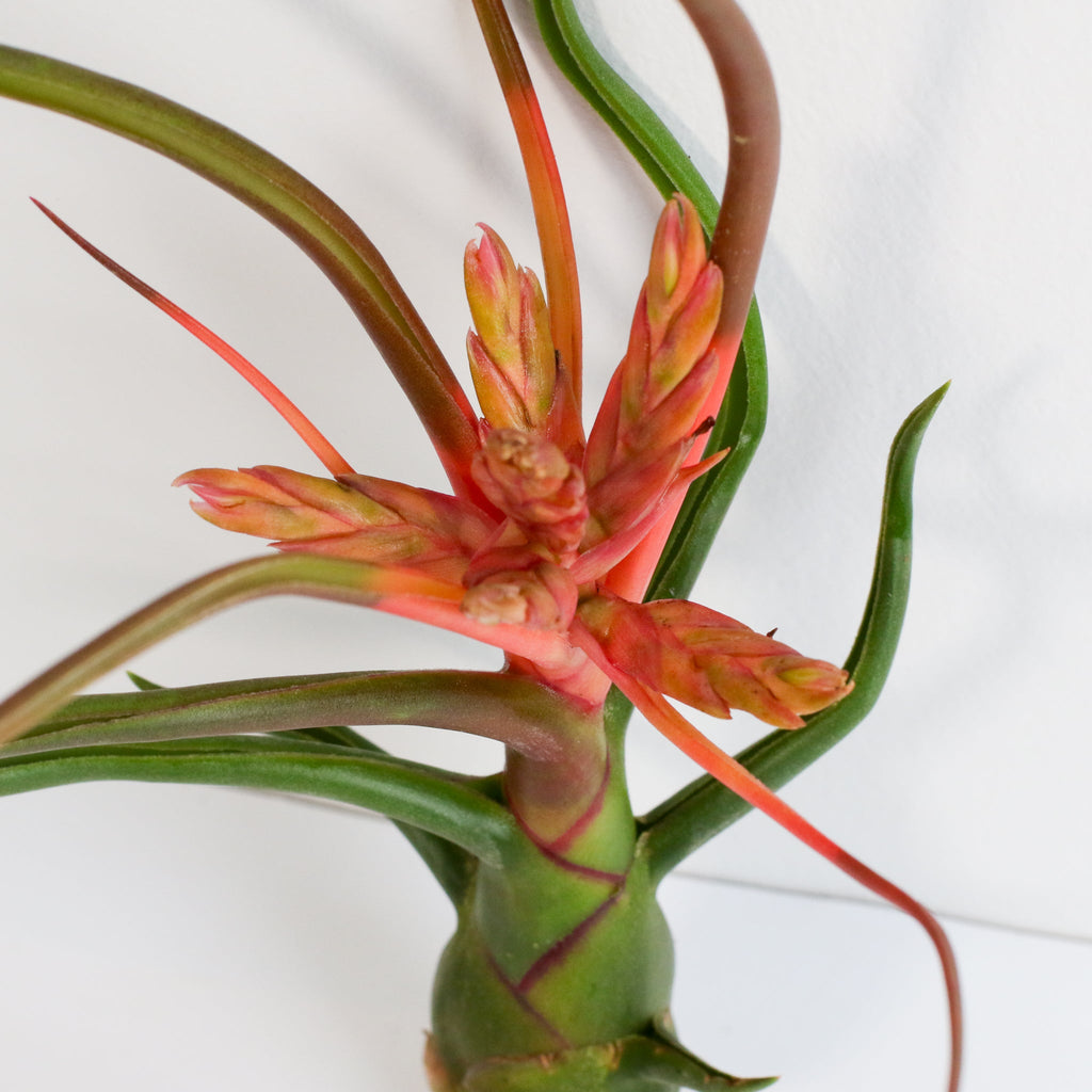 Tillandsia Bulbosa Air Plant – Belize & Guatemala - Cheeky Garden