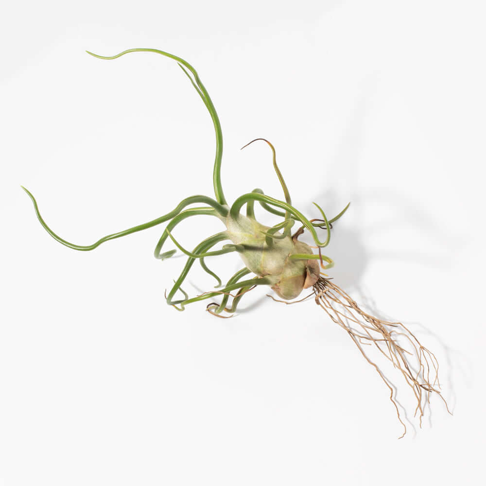 Tillandsia Bulbosa Air Plant – Belize & Guatemala - Cheeky Garden