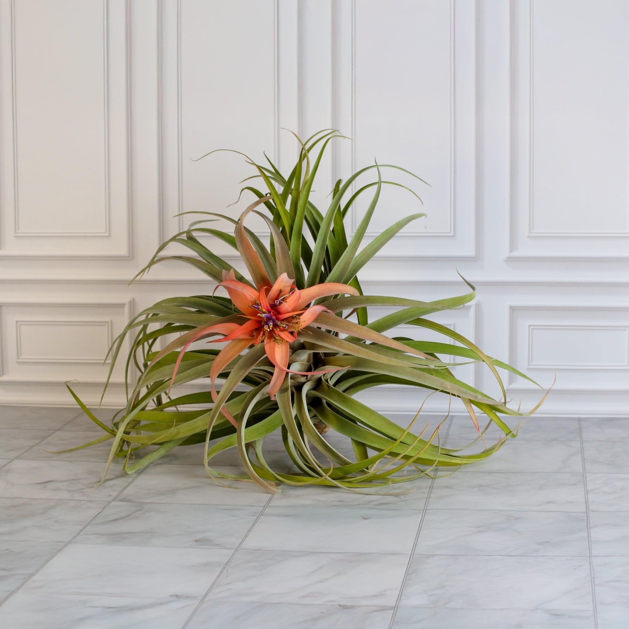 Tillandsia Capitata Peach Air Plant - Cheeky Garden