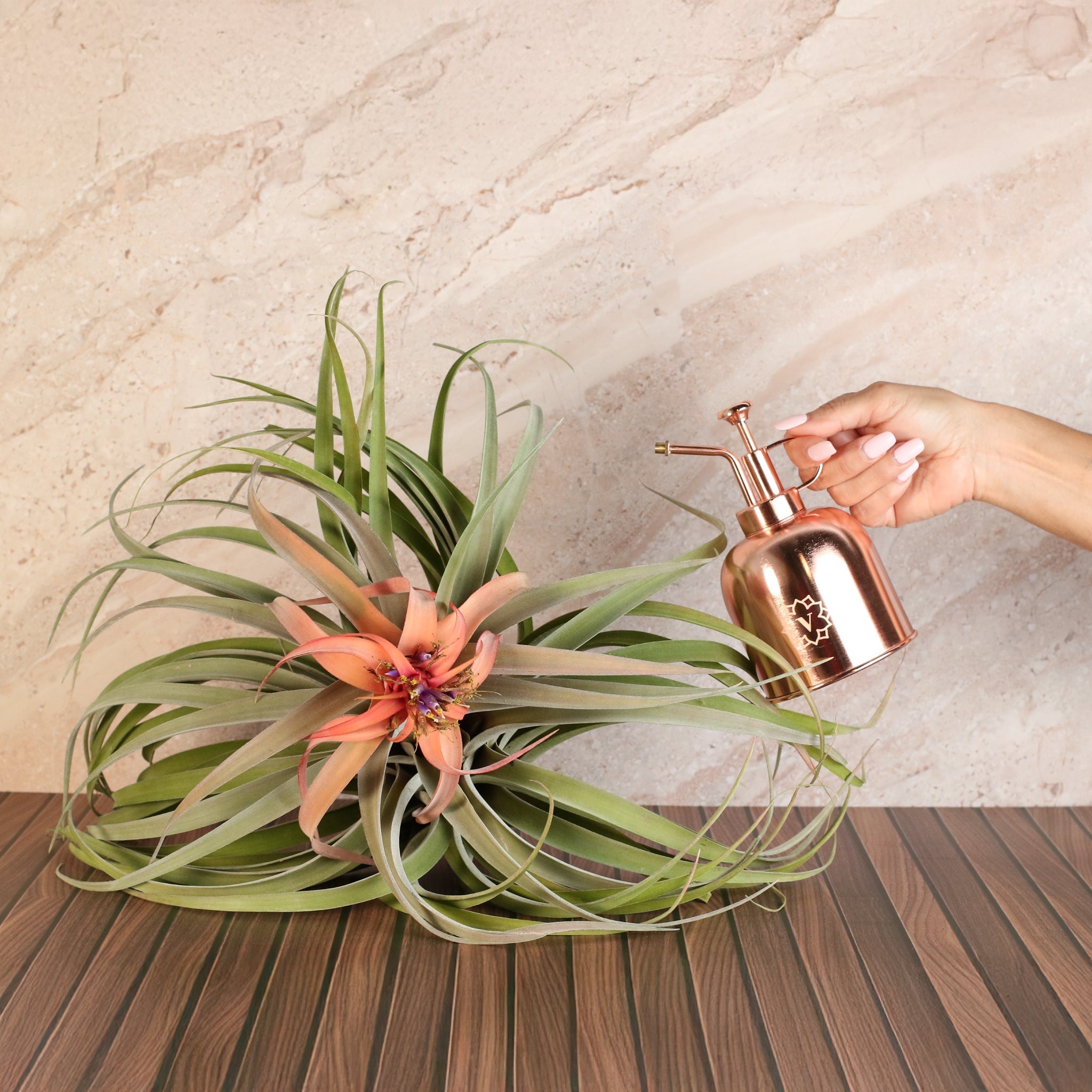 Tillandsia Capitata Peach Air Plant - Cheeky Garden