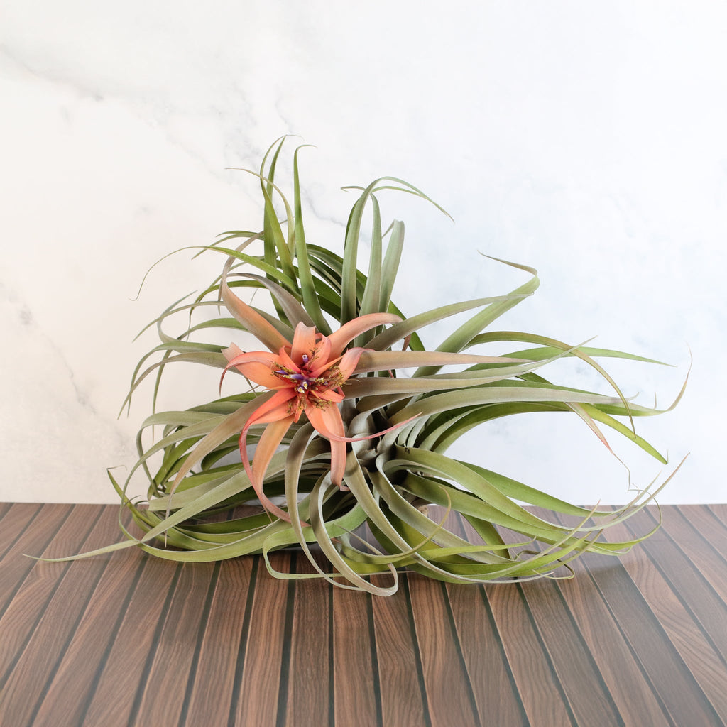 Tillandsia Capitata Peach Air Plant - Cheeky Garden