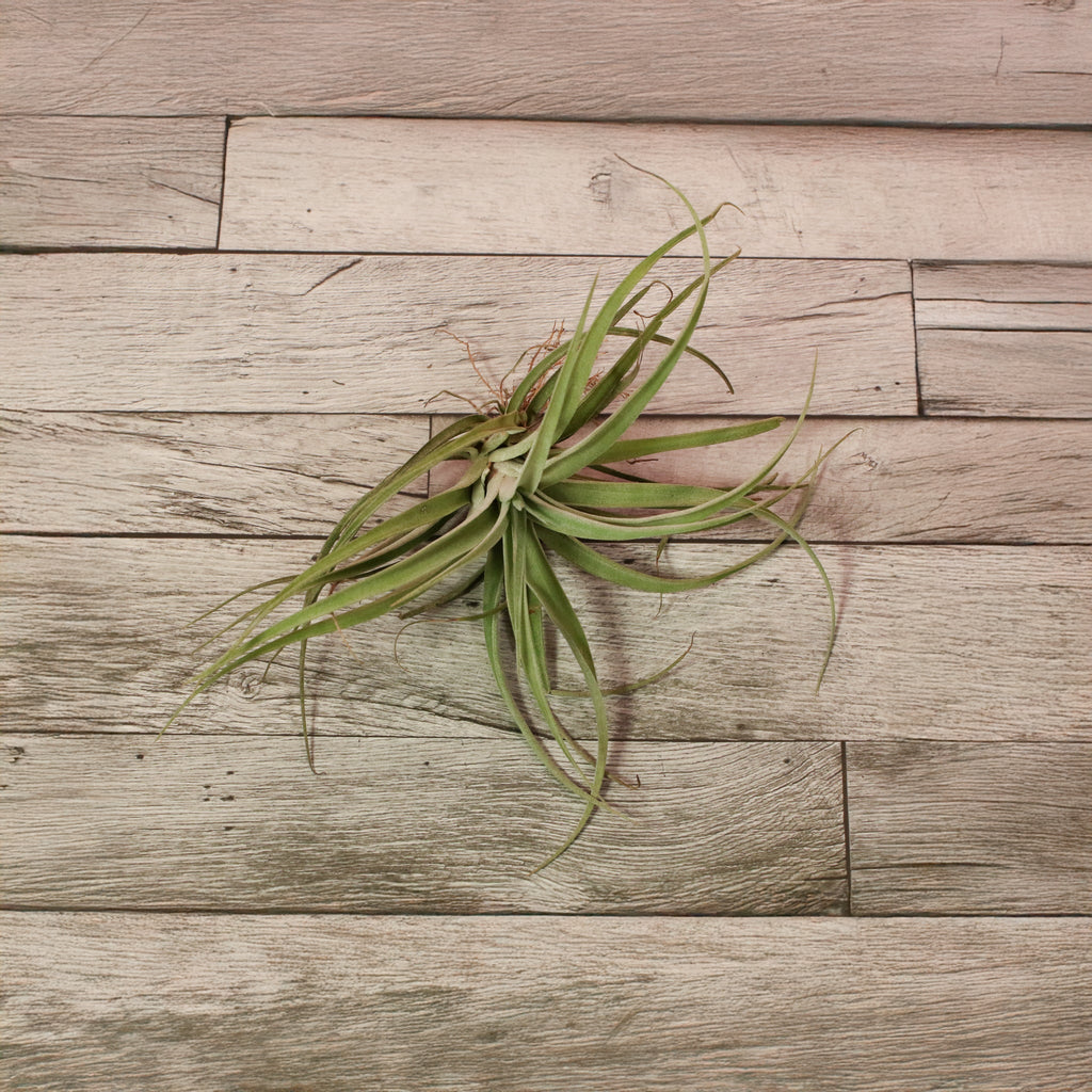Tillandsia Capitata Peach Air Plant - Cheeky Garden