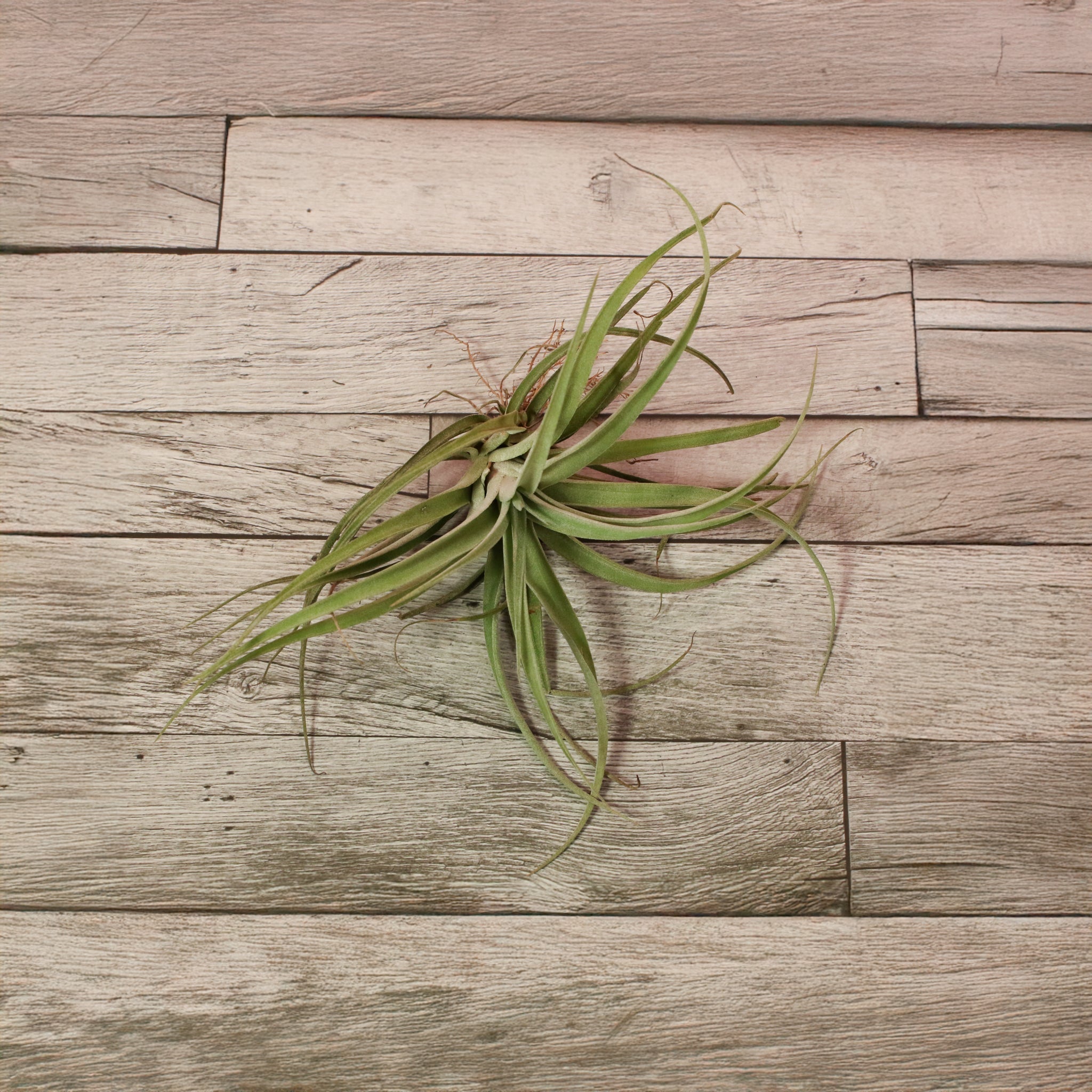 Tillandsia Capitata Peach Air Plant - Cheeky Garden