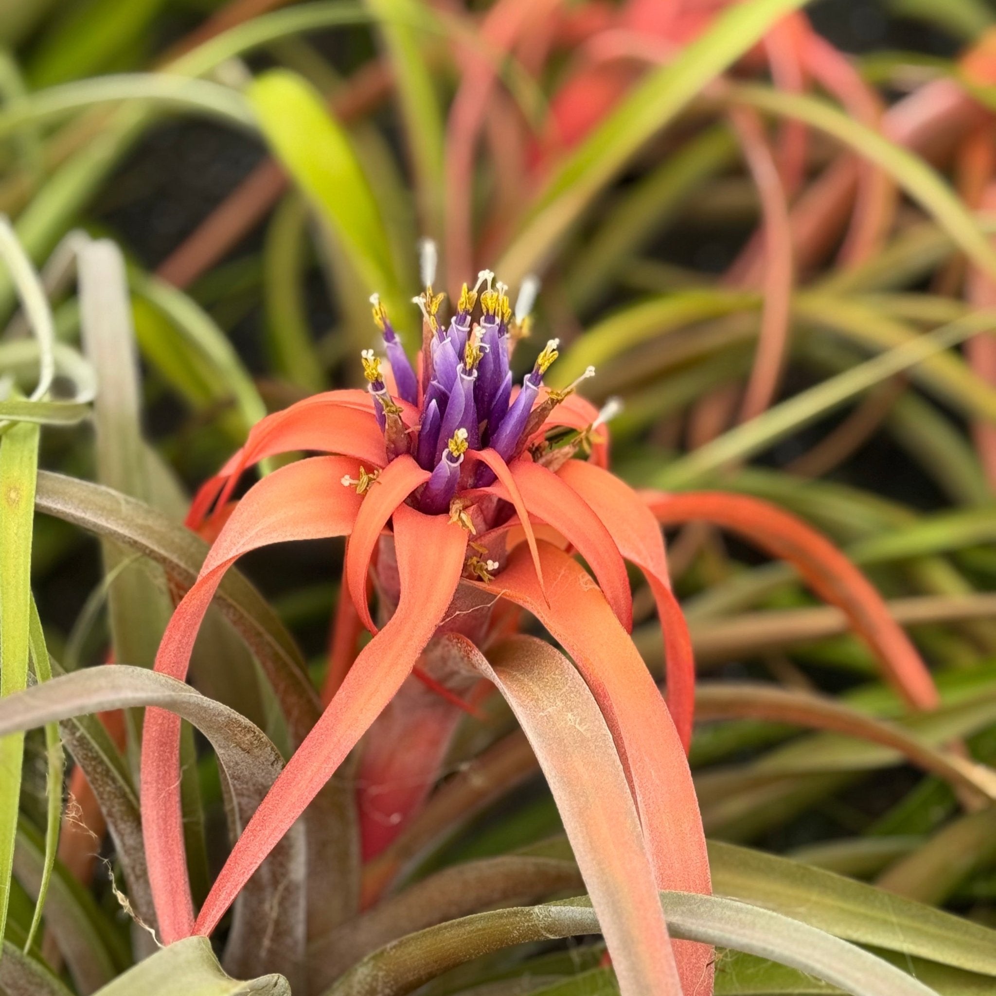 Tillandsia Capitata Peach Air Plant - Cheeky Garden