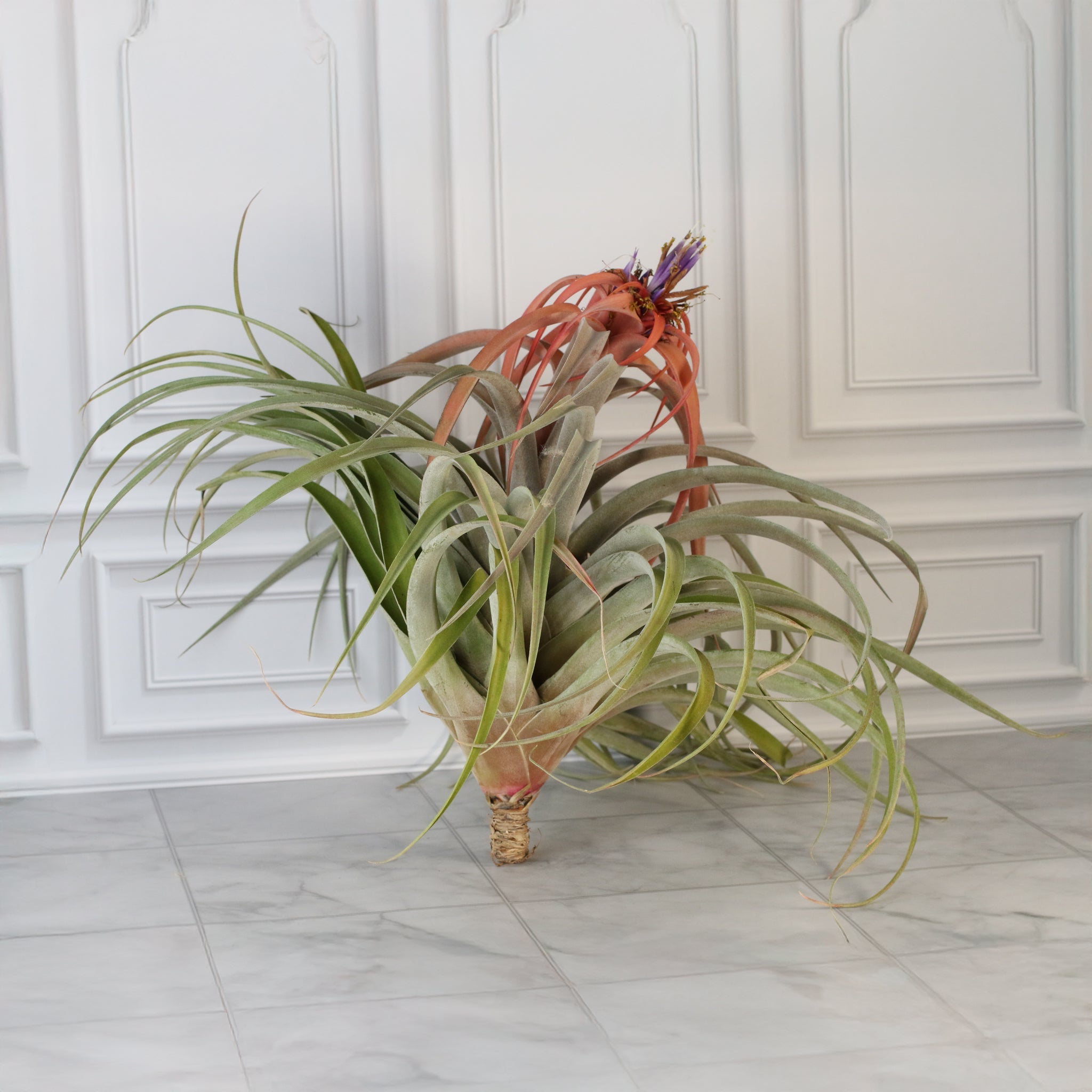 Tillandsia Capitata Peach Air Plant - Cheeky Garden
