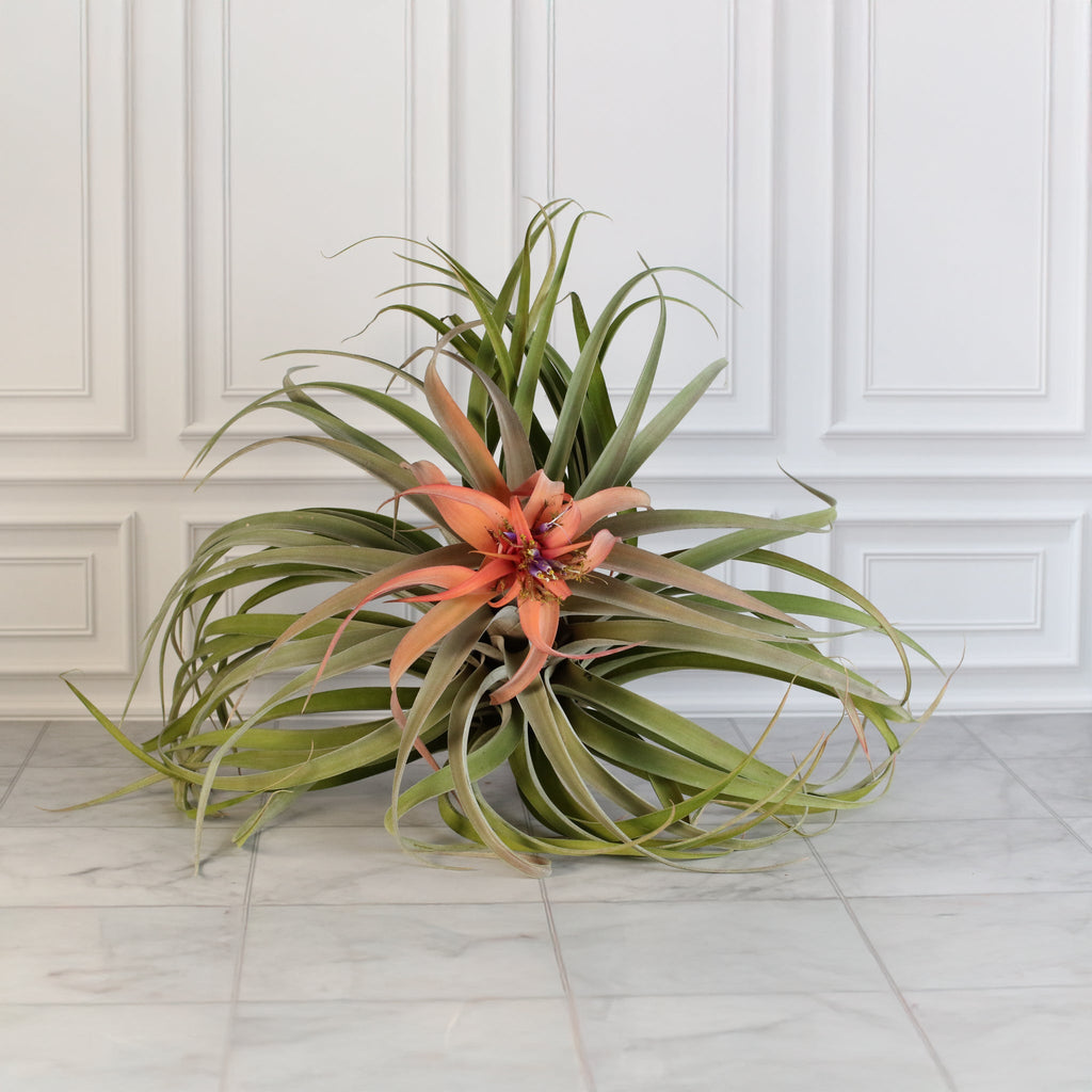 Tillandsia Capitata Peach Air Plant - Cheeky Garden
