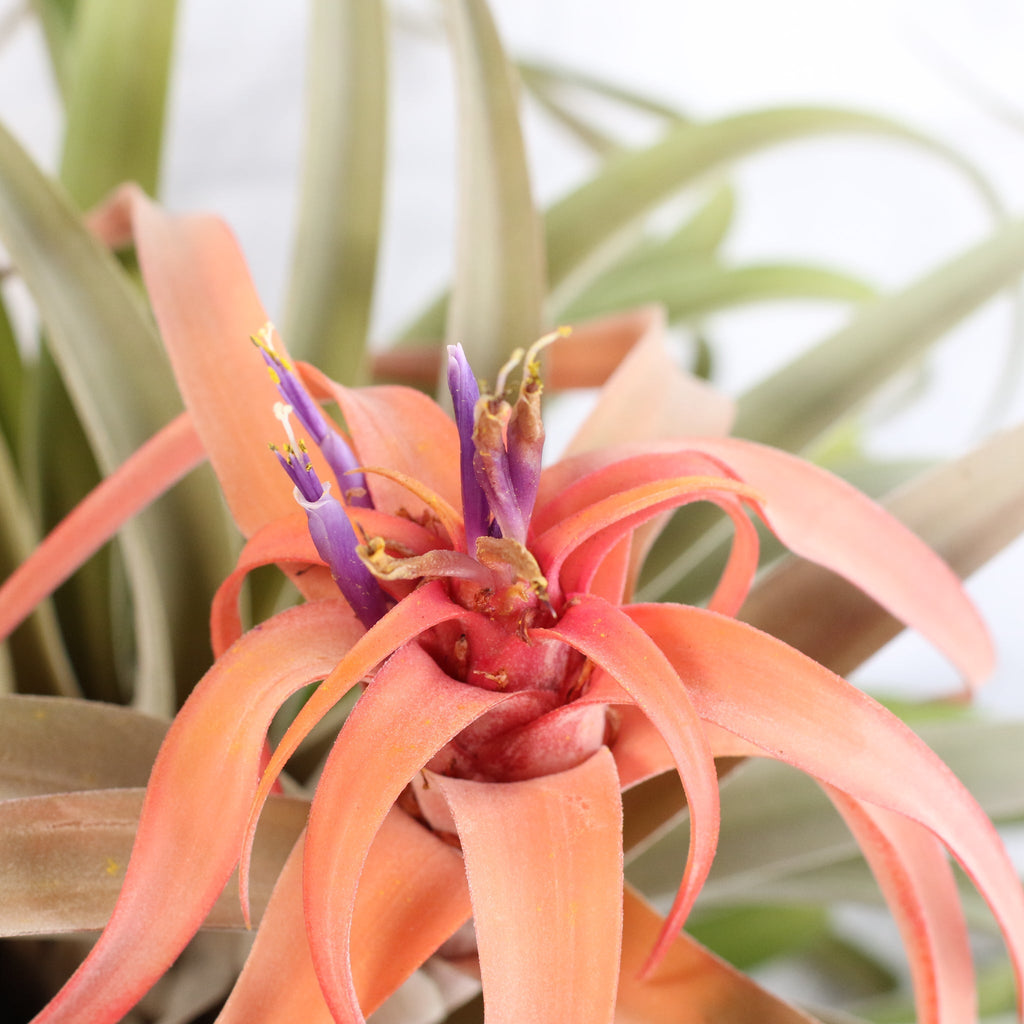 Tillandsia Capitata Peach Air Plant - Cheeky Garden