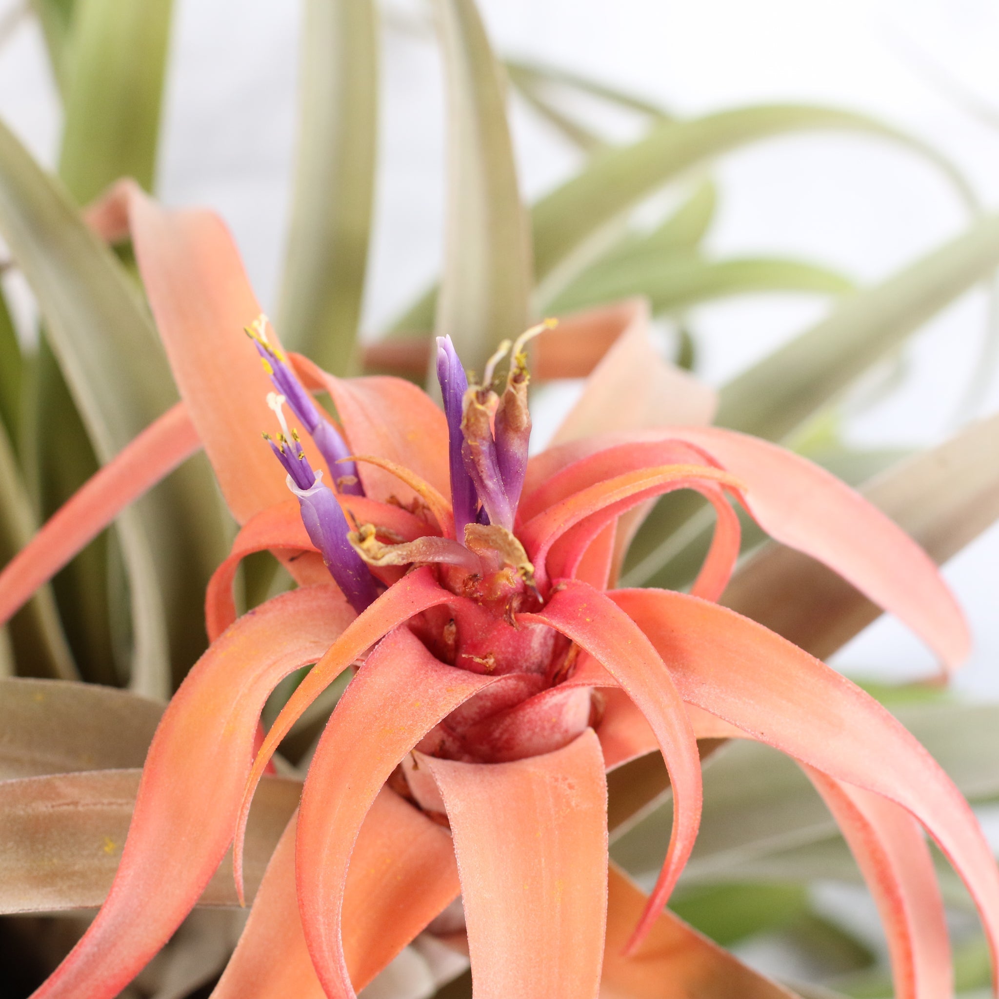 Tillandsia Capitata Peach Air Plant - Cheeky Garden