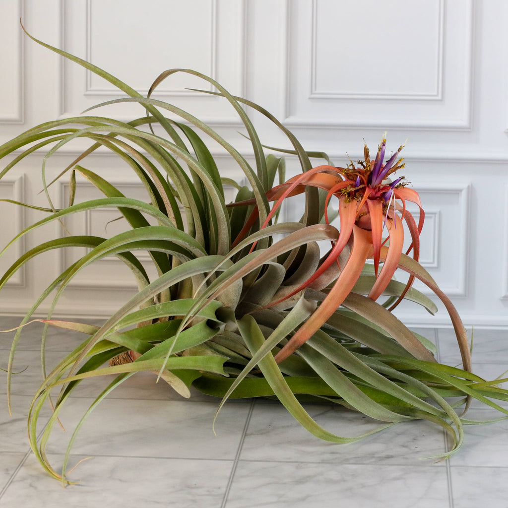 Tillandsia Capitata Peach Air Plant - Cheeky Garden