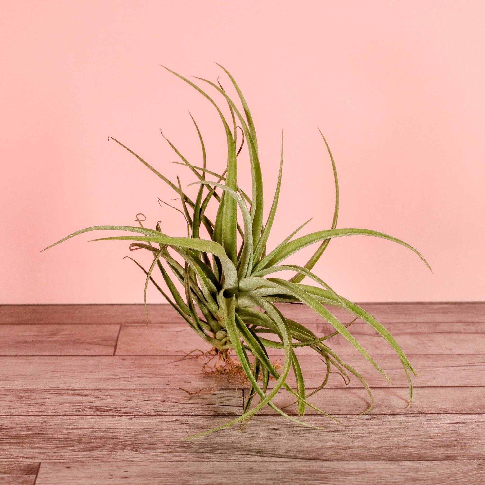 Tillandsia Capitata Peach Air Plant - Cheeky Garden