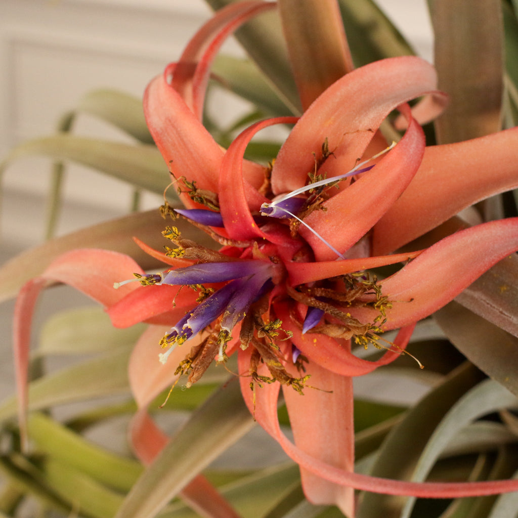 Tillandsia Capitata Peach Air Plant - Cheeky Garden