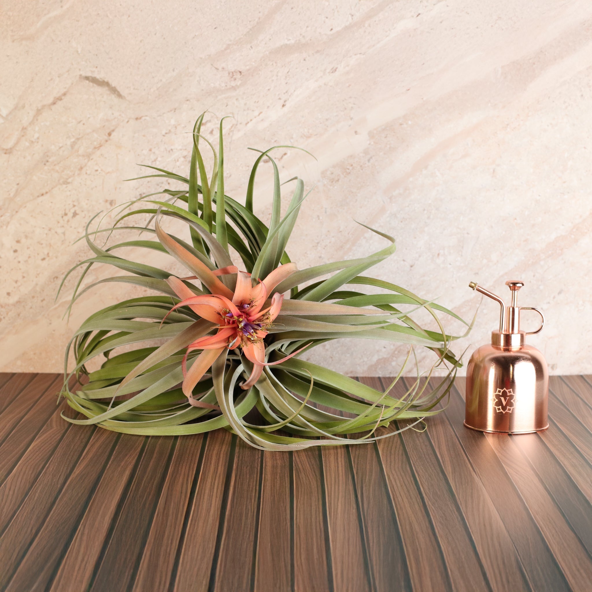 Tillandsia Capitata Peach Air Plant - Cheeky Garden