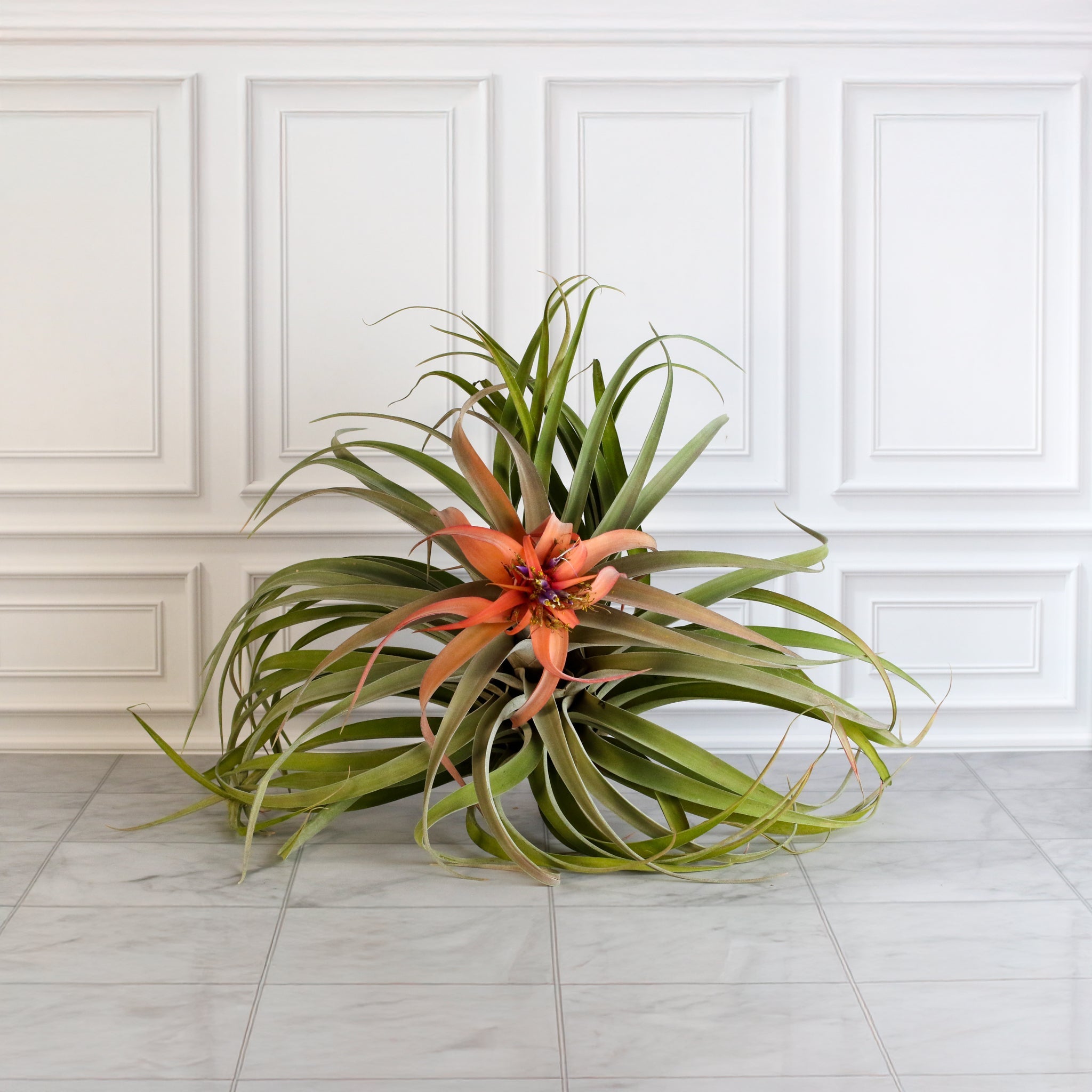 Tillandsia Capitata Peach Air Plant - Cheeky Garden