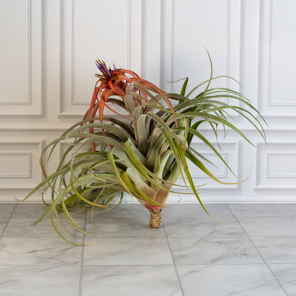 Tillandsia Capitata Peach Air Plant - Cheeky Garden