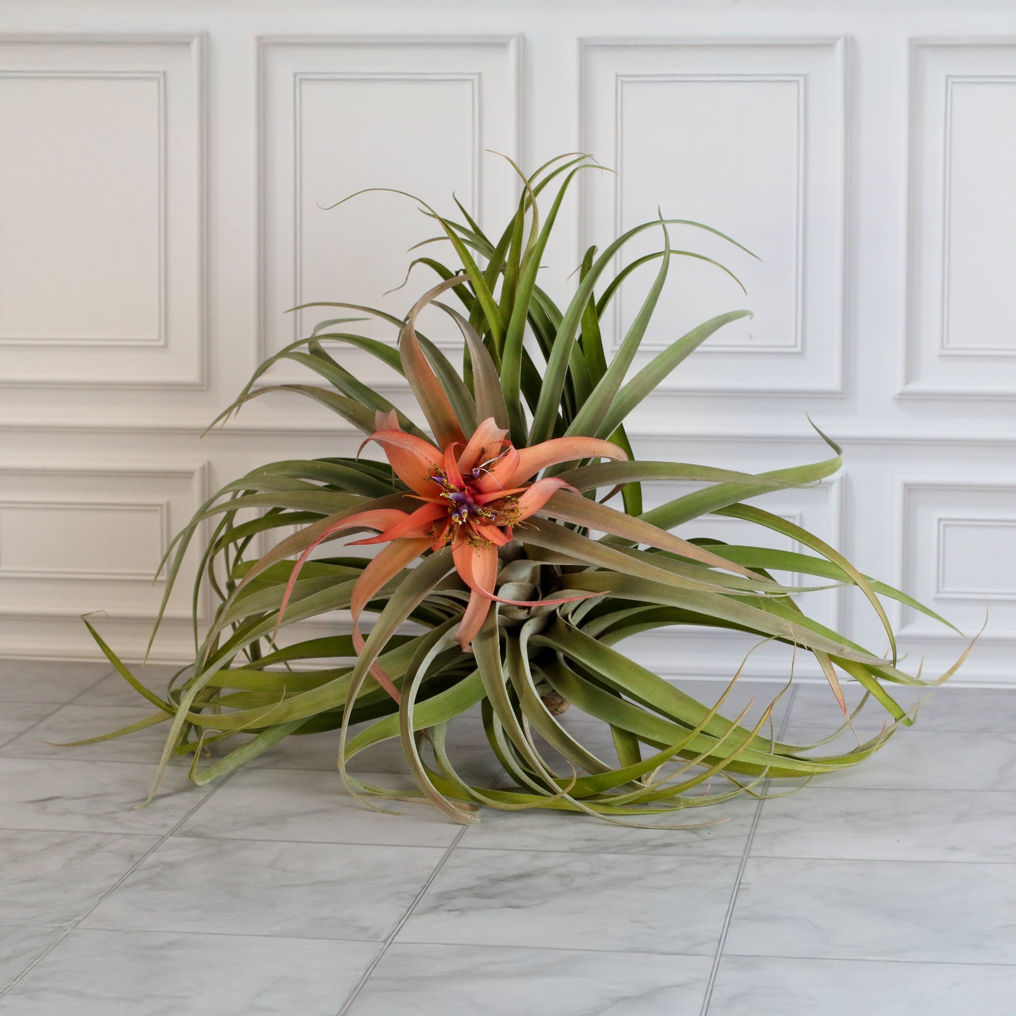 Tillandsia Capitata Peach Air Plant - Cheeky Garden