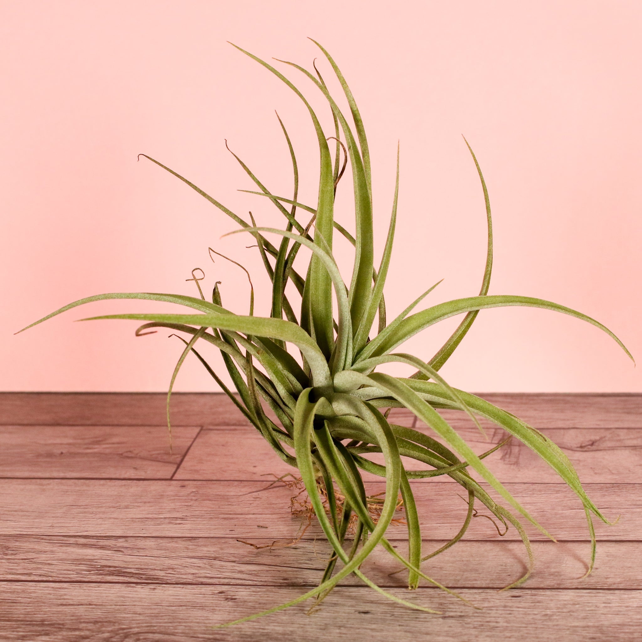 Tillandsia Capitata Peach Air Plant - Cheeky Garden