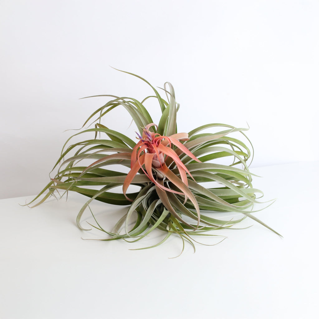 Tillandsia Capitata Peach Air Plant - Cheeky Garden