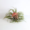 Tillandsia Capitata Peach Air Plant - Cheeky Garden