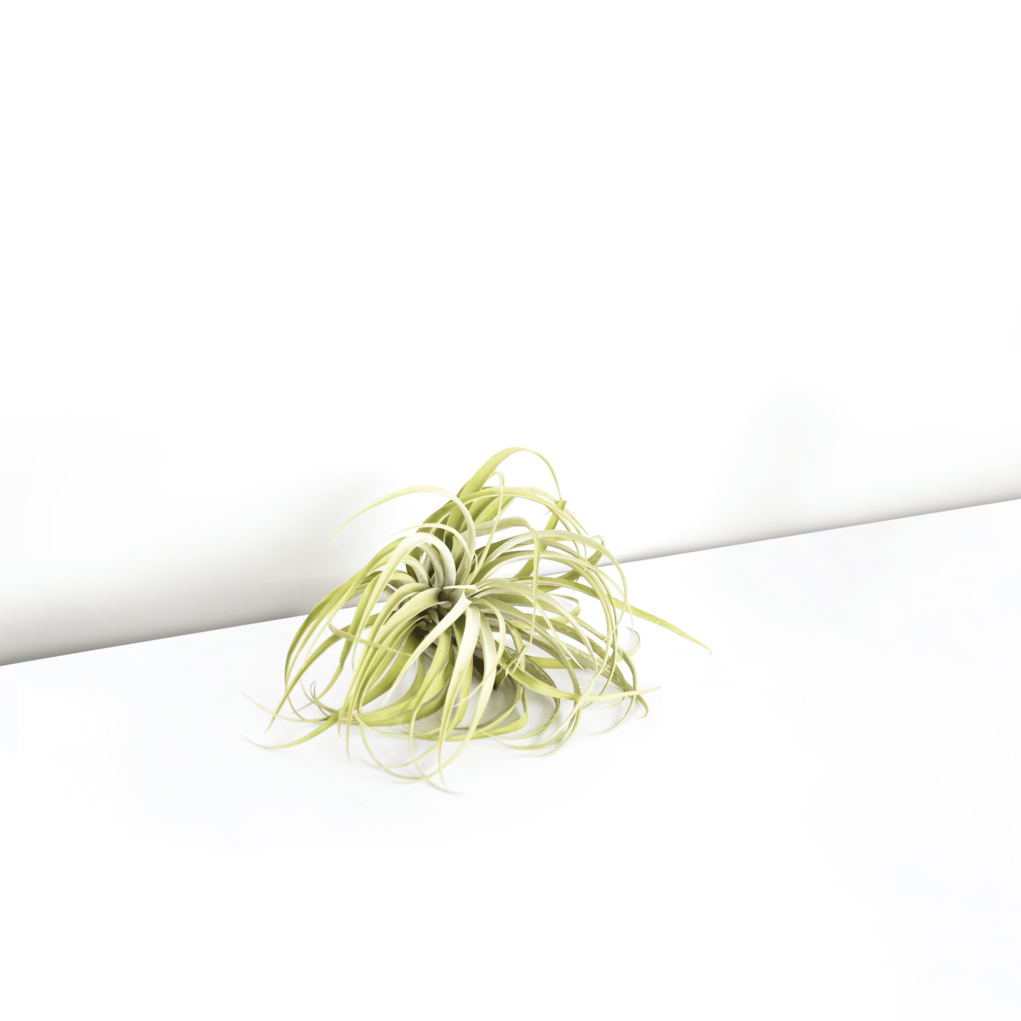 Tillandsia Capitata Peach Air Plant - Cheeky Garden