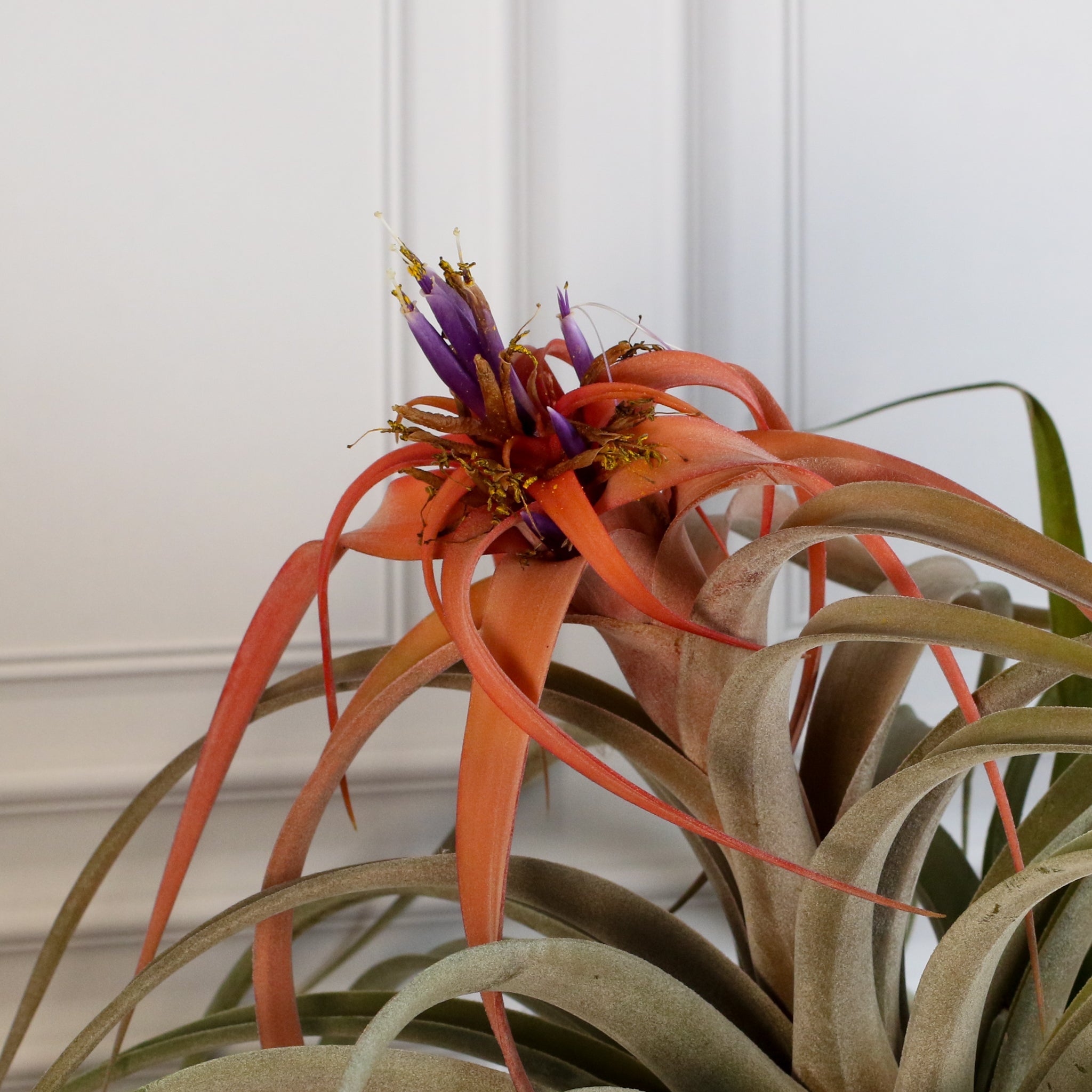 Tillandsia Capitata Peach Air Plant - Cheeky Garden