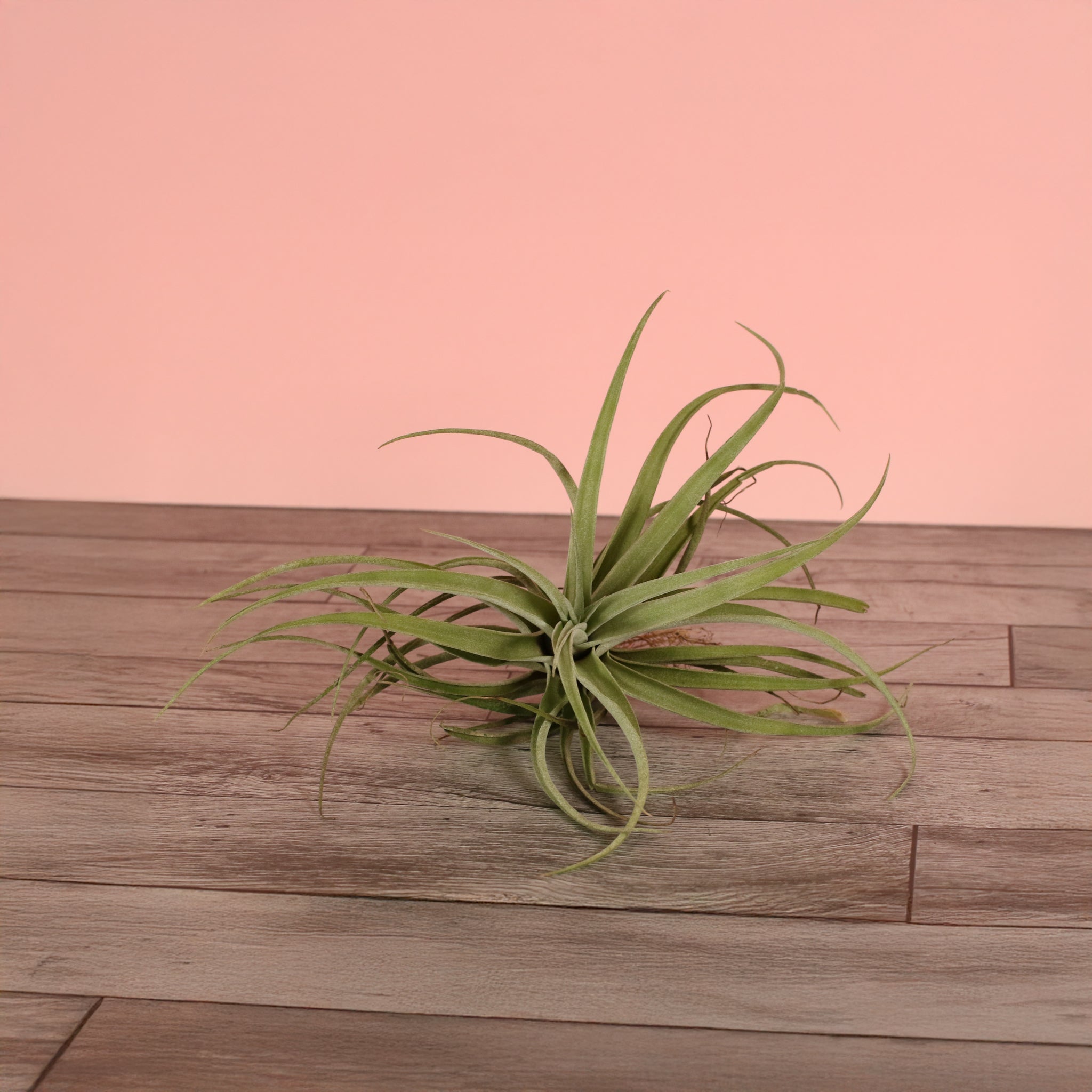 Tillandsia Capitata Peach Air Plant - Cheeky Garden