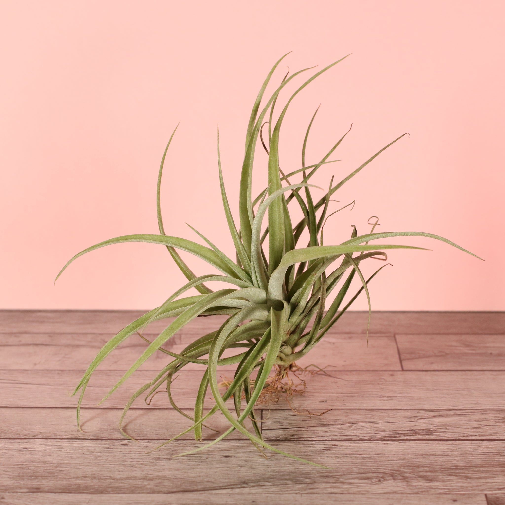 Tillandsia Capitata Peach Air Plant - Cheeky Garden