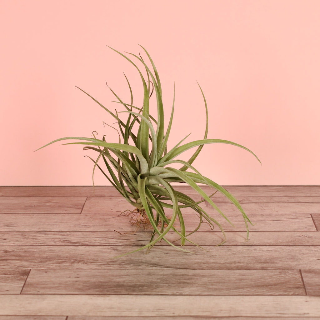 Tillandsia Capitata Peach Air Plant - Cheeky Garden