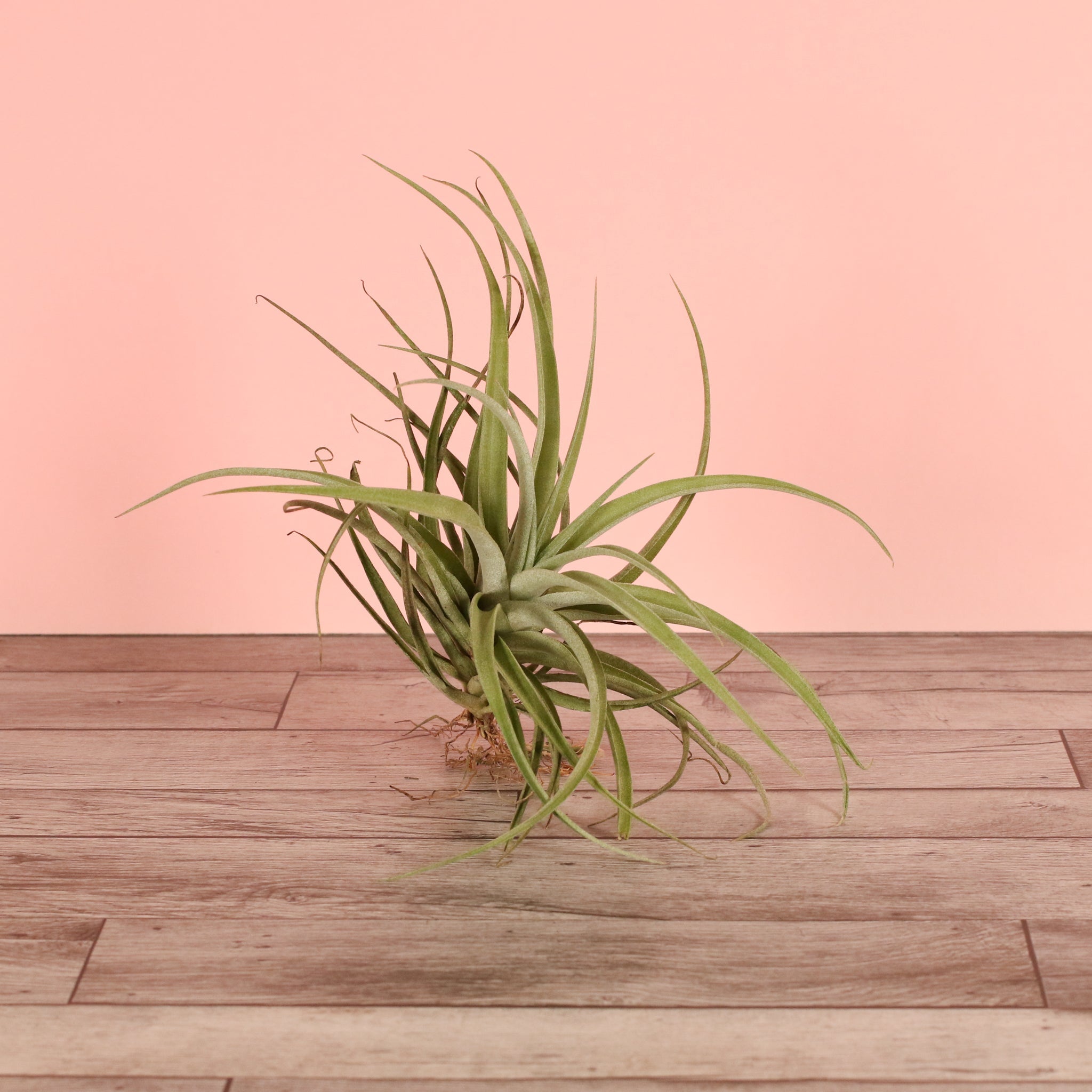 Tillandsia Capitata Peach Air Plant - Cheeky Garden